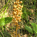 Néottie nid-d'oiseau = Neottia nidus-avis, Orchidées (Haute-Savoie, France)