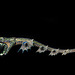 Broche en forme de dragon de mer de Georges Fouquet
