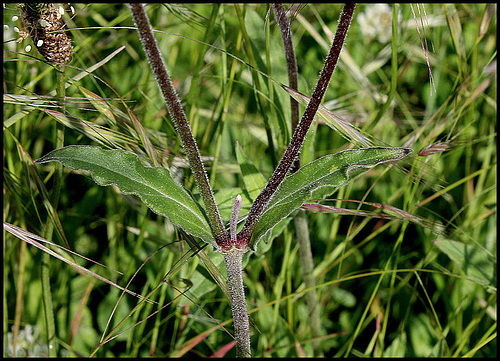 Silene latifolia (4) 1024 Silene latifolia (4) 1024