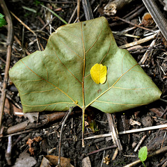 Two Leaves