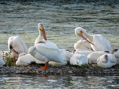 American White Pelicans on the Bow River