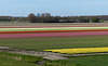 Tulip Bulb Fields in the Netherlands... 1