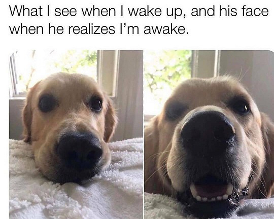 O&S (meme) - dog alarm