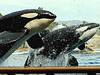 Les orques du parc aquatique***************