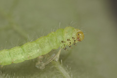 Caterpillar EF7A6047