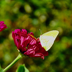 Sulfur butterfly on zinnia