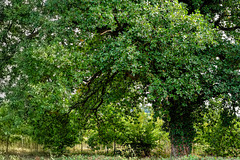Oak Tree Near Rowde