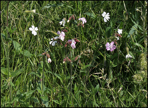 Silene latifolia 2048 (2) Silene latifolia 2048 (2)