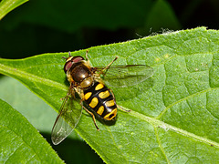 Hoverfly IMG_5865