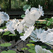 IMG 6376-001-Ethereal White Persian Pond 1