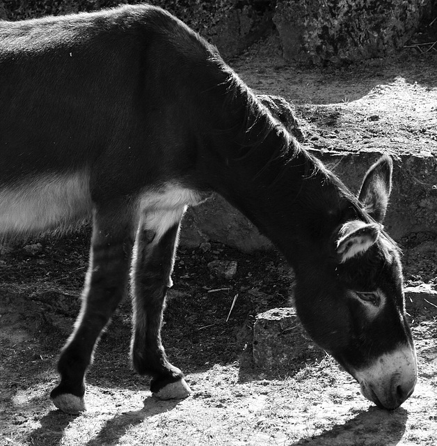 Sogar für Esel zu heiß und zu trocken - Even for donkeys too hot and too dry