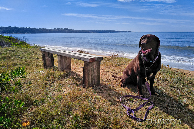 Coco found a bench