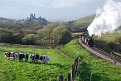 Corfe Castle, Cows, and a freight train hauled by  80146