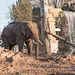 Bull elephant with shower facility