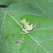 Green tree frog juvenile