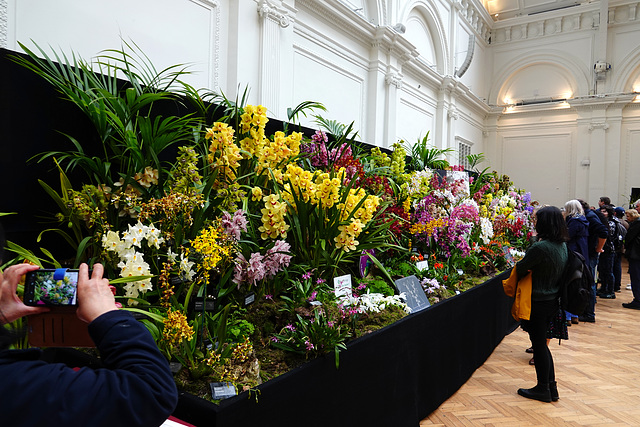 RHS Orchid Show, March 2024