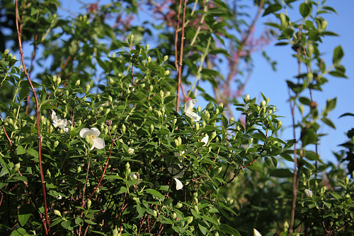 Philadelphus silberregen Philadelphus silberregen