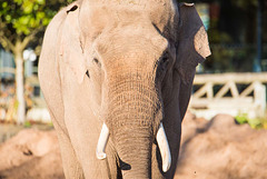 Bull elephant. Chester Zoo.