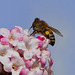 Der Außendienst der Honigbiene: Nektar und und Pollen sammeln