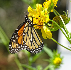 (Danaus plexippus)Monarch Saturday ! ~ Monarch butterfly 10-10-2015