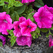 Trailing Petunia