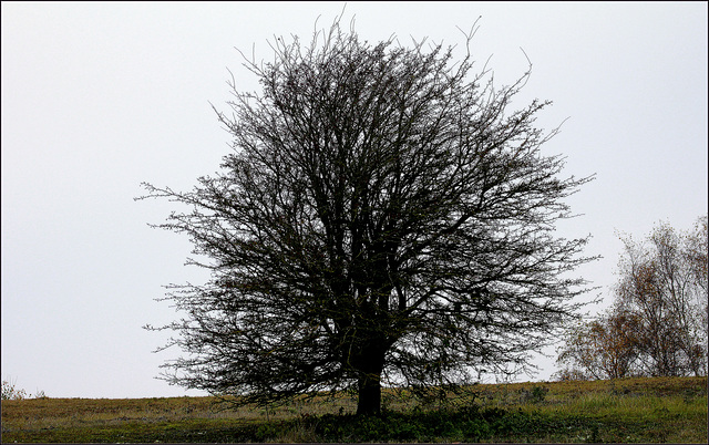 L'arbre du terril