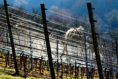 Silberne Drähte in einem fränkischen Weinberg - Silver wires in a Franconian vineyard