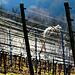 Silberne Drähte in einem fränkischen Weinberg - Silver wires in a Franconian vineyard