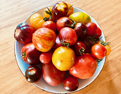 Verschiedene, zum Teil alte, Tomatensorten