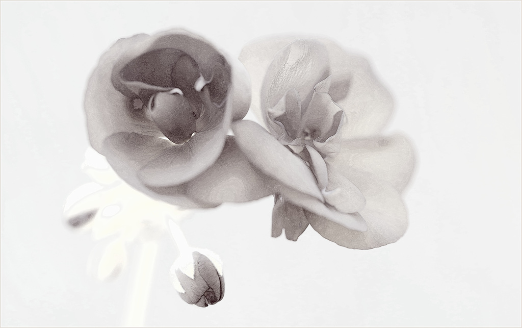 Une fleur par jour.... - Page 12 48432674.1868eb11.1024
