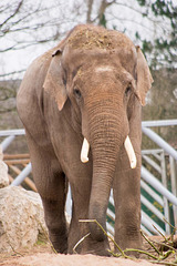 Bull elephant3