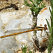 Orange Featherleg f (Platycnemis acutipennis) DSC 5225