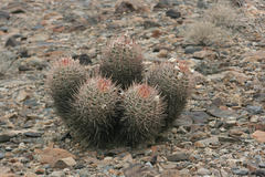 Budding barrel cactus
