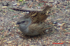 Dunnock (Prunella modularis) Hedge Accentor Hedge Sparrow Hedge Warbler 04 A13