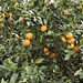 Fresh Oranges – Moshav Beit Hillel, Upper Galilee, Israel