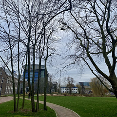 Shoes in the tree