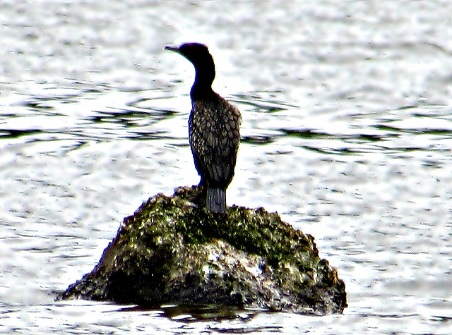Cormorant on Rock.