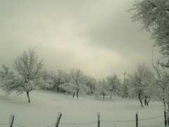 Orchard under the snow