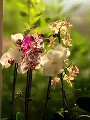 Orchids appreciate high humidity levels - these live in a shower-room