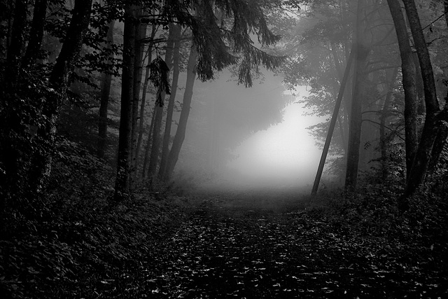 Toward the light - Dem Licht entgegen - " - Black & White Friday - "