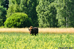 Wisent (european bison)