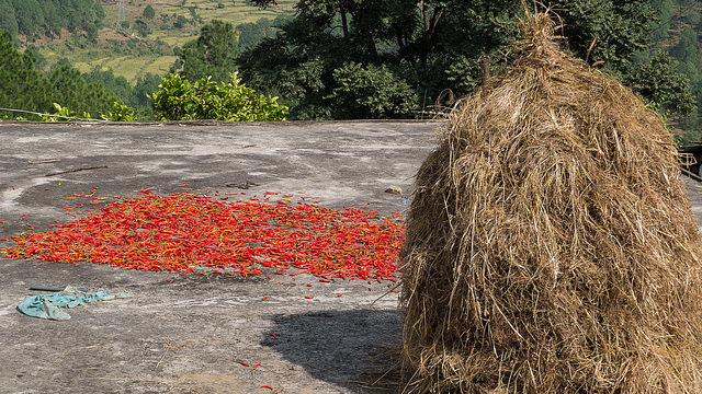 Waren wohl doch nicht alle Chilis am letzten Essen, Uttarakhand, 2012