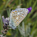 Butterfly IMG_5892