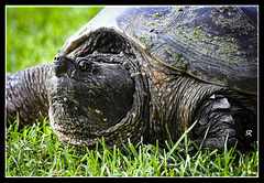 Snapping Turtle.