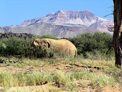 Elefant im Huab-Trockenfluss