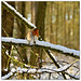 Winter Robin, Wykeham Forest, North Yorkshire