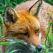 Red fox2
