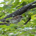 White-throated Sparrow 02