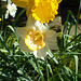 SoS[22] - Daffodil(s) - {3 of 23}