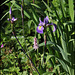 Iris x robusta avec Bistorte (1)